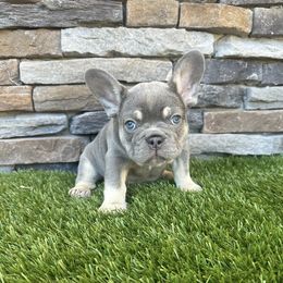 Fiji junior - French Bulldog puppy from Jacksonville Frenchies