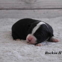 BTM 4 - Black tri male Toy Australian Shepherd puppy in Russellville, Arkansas from Rockin H Aussies