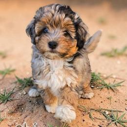 Chive - Blue merle male Aussiedoodle puppy in Lebanon, Oregon from Abbott Family Farm