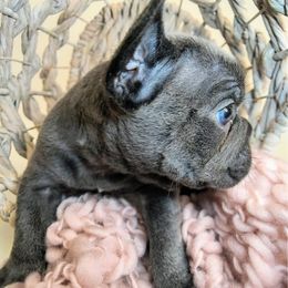 French Bulldog and Pomsky Puppies from Mini French Bulldog Pups