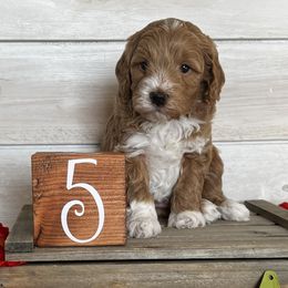 Goldendoodle and Poodle Puppies from Krispydoodle