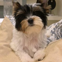 Biewer Terrier and Yorkshire Terrier Puppies from Niczarbiewers