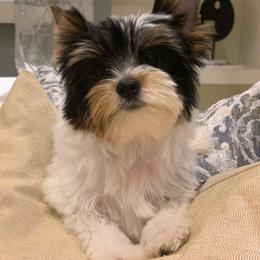 Biewer Terrier and Yorkshire Terrier Puppies from Niczarbiewers