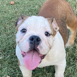 Bulldogs from Mel’s Puppy Paw