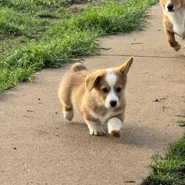 Charlie - Sable male Pembroke Welsh Corgi puppy in Millsap, Texas from Punchy Pembroke Ranch