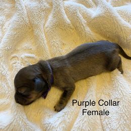 Female 3 - Cream female Dachshund puppy in Fostoria, Michigan from Jensen Dobermans and Dachshunds