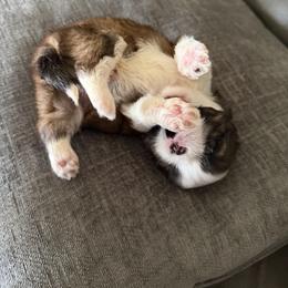Shih Tzu Puppies from Niepoetter Shih Tzus