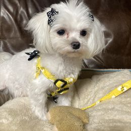 Jasmine - Maltese