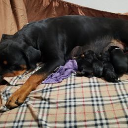 Rottweiler Puppies from Gottlïchen Rottweilers