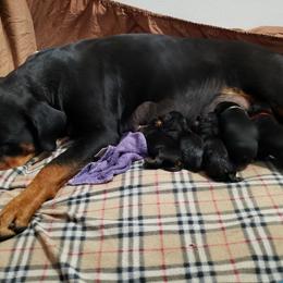 Rottweiler Puppies from Gottlïchen Rottweilers
