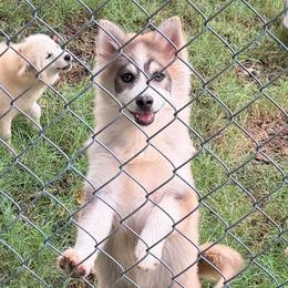 Skor's blue boy - Blue male Pomsky puppy in Enid, Oklahoma from Mile Hi Pomskies
