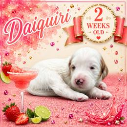 Daiquiri - Parti female Goldendoodle puppy in Hendersonville, North Carolina from Kim's Cove