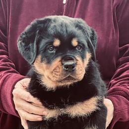 Red Boy SOLD - Black and mahogany male Rottweiler puppy in Newberry, Florida from Darkstarr Rottweilers