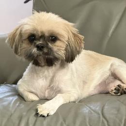 Ellie Mae - Shih Tzu