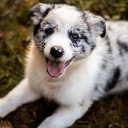 Border Collie Puppies from Zahara Border Collies