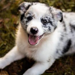 Border Collie Puppies from Zahara Border Collies