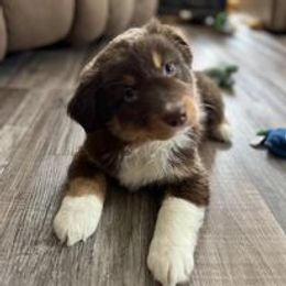 Aussiedoodle, Australian Shepherd, Poodle, Shihpoo, and Shih Tzu Puppies from Rockiń N Kennel
