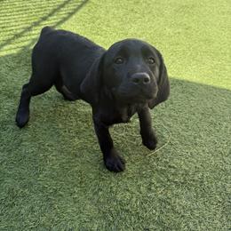 Girl 6 - Black female Labrador Retriever puppy in Newtown, Connecticut from Tiger Rose Labradors