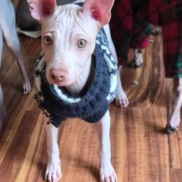 Caeser - White and lemon male American Hairless Terrier puppy in Claremont, New Hampshire from Melanie Bell