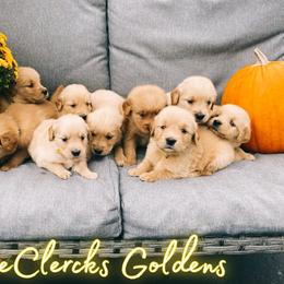 Golden Retriever Puppies from DeClercks Goldens