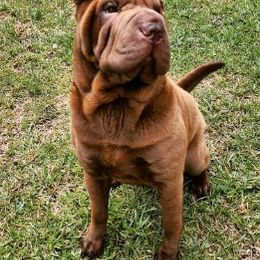 Chinese Shar-Pei from M'eric's Shar Pei Farm Club