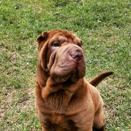 Chinese Shar-Pei from M'eric's Shar Pei Farm Club
