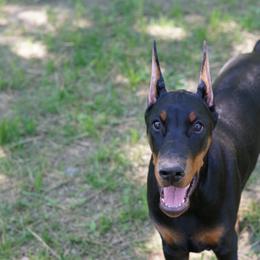 Doberman Pinscher Puppies from Imperium Dobermann Kennel