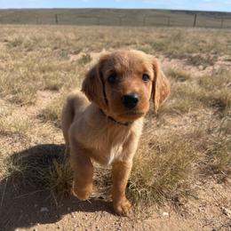 Buddy - Golden male Golden Retriever puppy in Wellington, Colorado from High Country Golden Retrievers