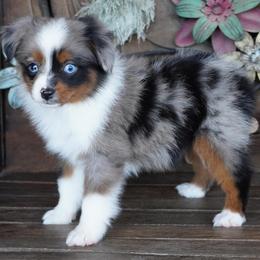 Girl 1 - Blue merle female Miniature Australian Shepherd puppy in Lawton, Oklahoma from Lindsey’s Aussies