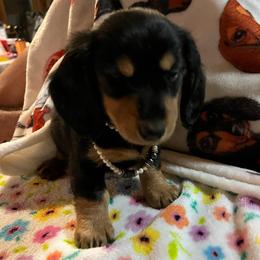 Katie - Black and tan female Dachshund puppy in Harriet, Arkansas from B&K Dachshunds