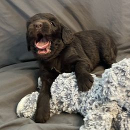 JT - Chocolate male Boykin Spaniel puppy in Van Buren, Arkansas from Arklahoma Boykins