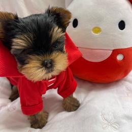 Milo - Black and gold male Yorkshire Terrier puppy in Seattle, Washington from 🎀 Yorkies Boutique Babydolls 🎀