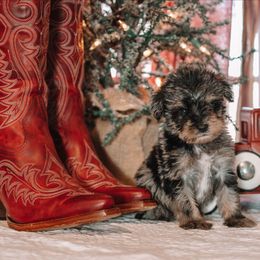 The Wizard - Merle male Schnoodle puppy in Grove, Oklahoma from Grand Lake Poodles & Doodles