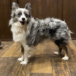 Cletus - Toy Australian Shepherd