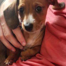 Nugget - Wild boar female Dachshund puppy in Goodman, Missouri from Jessica's Dashing Dachsunds and Chihuahuas