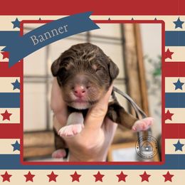 Banner - Phantom male Bernedoodle puppy in Whitesburg, Georgia from Asbury & Co Farms