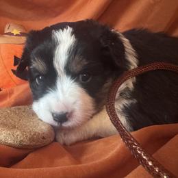 Neagley - Black tri female Miniature Australian Shepherd puppy in Granbury, Texas from Jubilee Acres