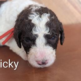 Ricky - Brown and white male Sheepadoodle puppy in Berwick, Pennsylvania from Wright’s Wiggle Butts