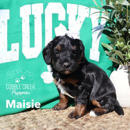 Maisie - Tri-color female Bernedoodle puppy in Heyworth, Illinois from Cobble Creek Puppies