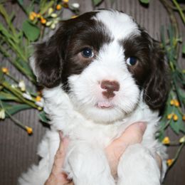Australian Labradoodle Puppies from Windsor Creek Labradoodles