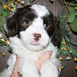 Australian Labradoodle Puppies from Windsor Creek Labradoodles