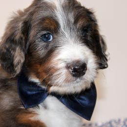 Australian Mountain Doodle, Australian Shepherd, Bernedoodle, Labradoodle, and Poodle Puppies from Island View Poodles & Doodles