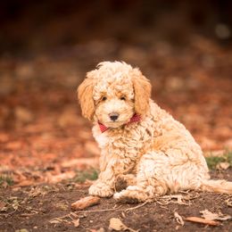 Goldendoodle Puppies from Dean Doodles