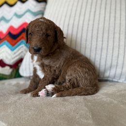 Rocz - Red  female Goldendoodle puppy in Fayetteville, Arkansas from Mountain Grove Doodles