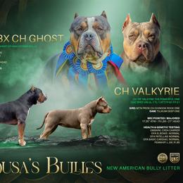 American Bully puppies from Medusa’s Bullies