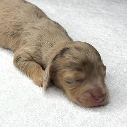 Dalton (NO BREEDING HOMES) - Dapple male Dachshund puppy in Fayetteville, North Carolina from RRD