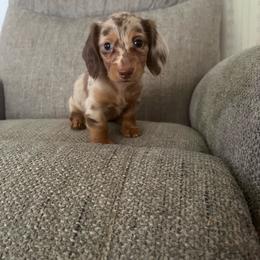Cupcake - Chocolate and tan female Dachshund puppy in Arthur, Illinois from Chupp’s Puppies