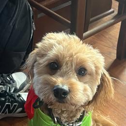 French Bulldog, Goldendoodle, and Golden Retriever All Grown Up from SoCalFamilyFrenchies, Doodles and more