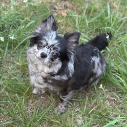 Jade - Merle female Chihuahua puppy in Harrison, Michigan from Cloud9 Chihuahuas
