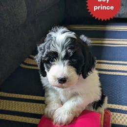 Prince - Black and white male Bernedoodle puppy in Cambridge, Minnesota from Country Meadow Doodles
